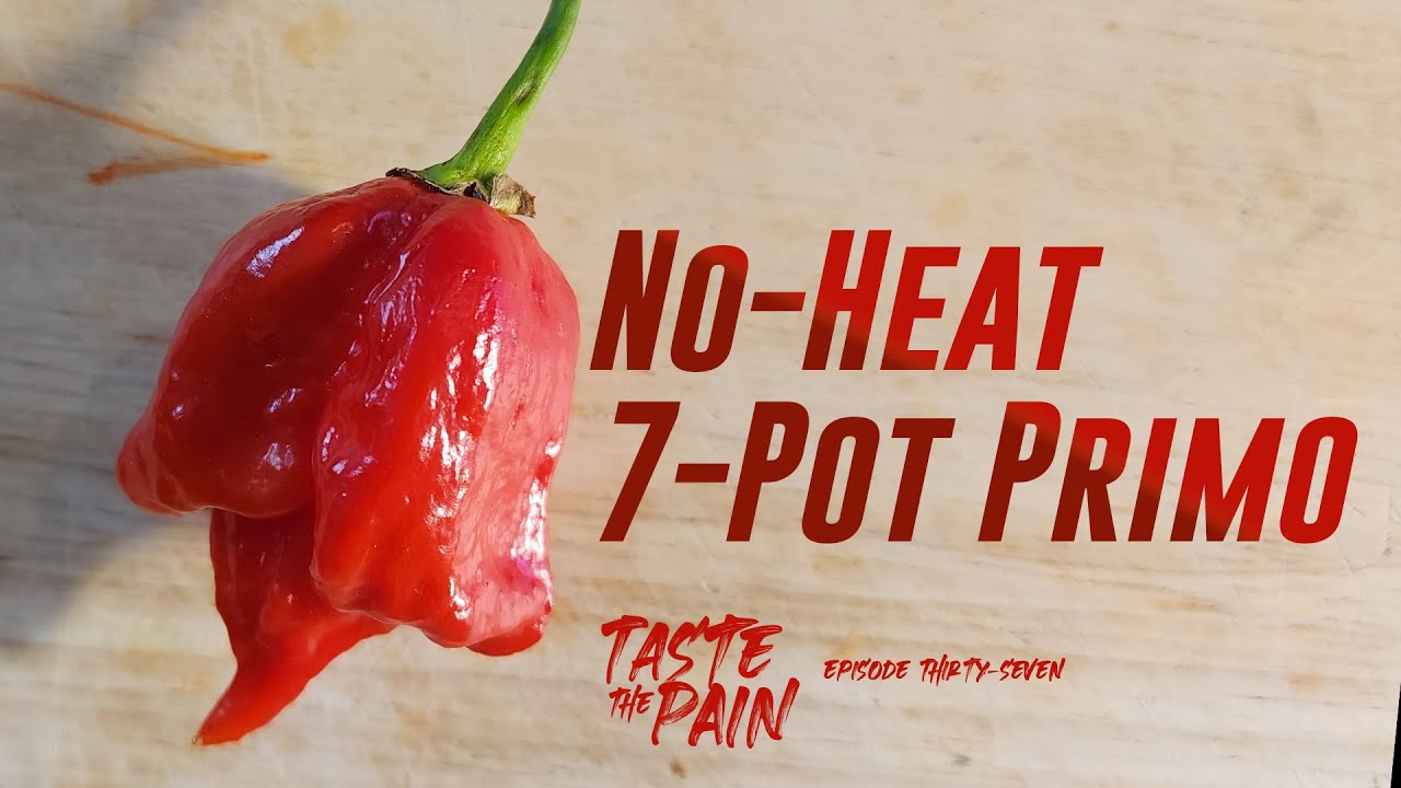 Primo with NO HEAT?! Pepper Review - Taste The Pain Ep. 37 - Am I about to get Punked?