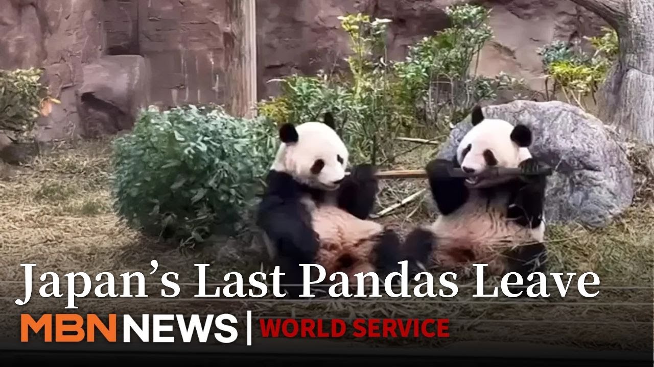 Japan to Go Panda-Free: Last Two Cubs Return to China Amid Tensions