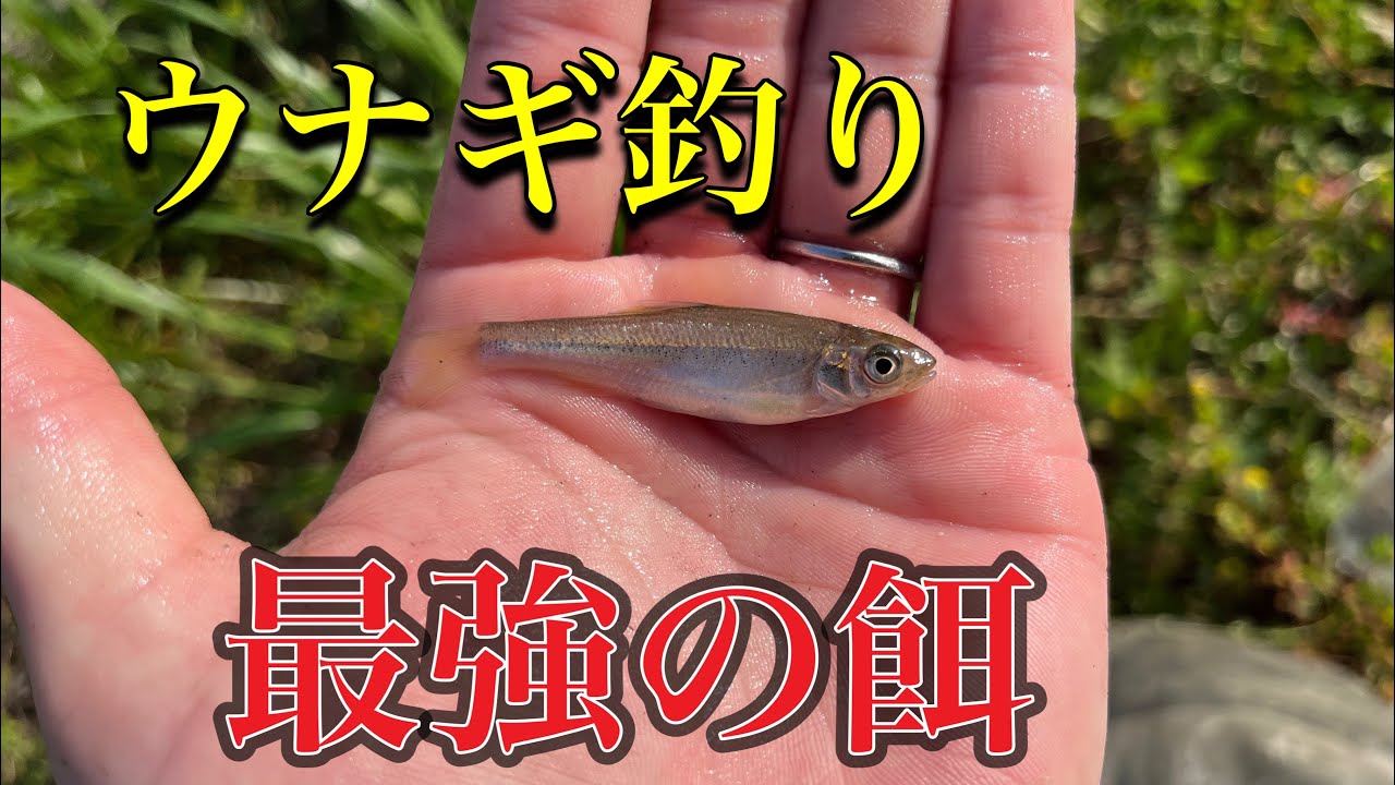 ミミズが採れない時はこれ！ウナギの穴釣り最強の餌候補！！
