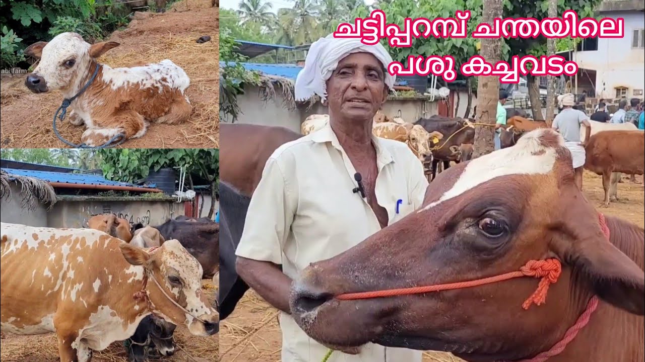 ചട്ടിപ്പറമ്പ് ചന്തയിൽ കുഞ്ഞി കോയാക്കാന്റെ വെടികൊള്ളാത്ത പശു 😄 #chettiparambu Chantha#cow#goat