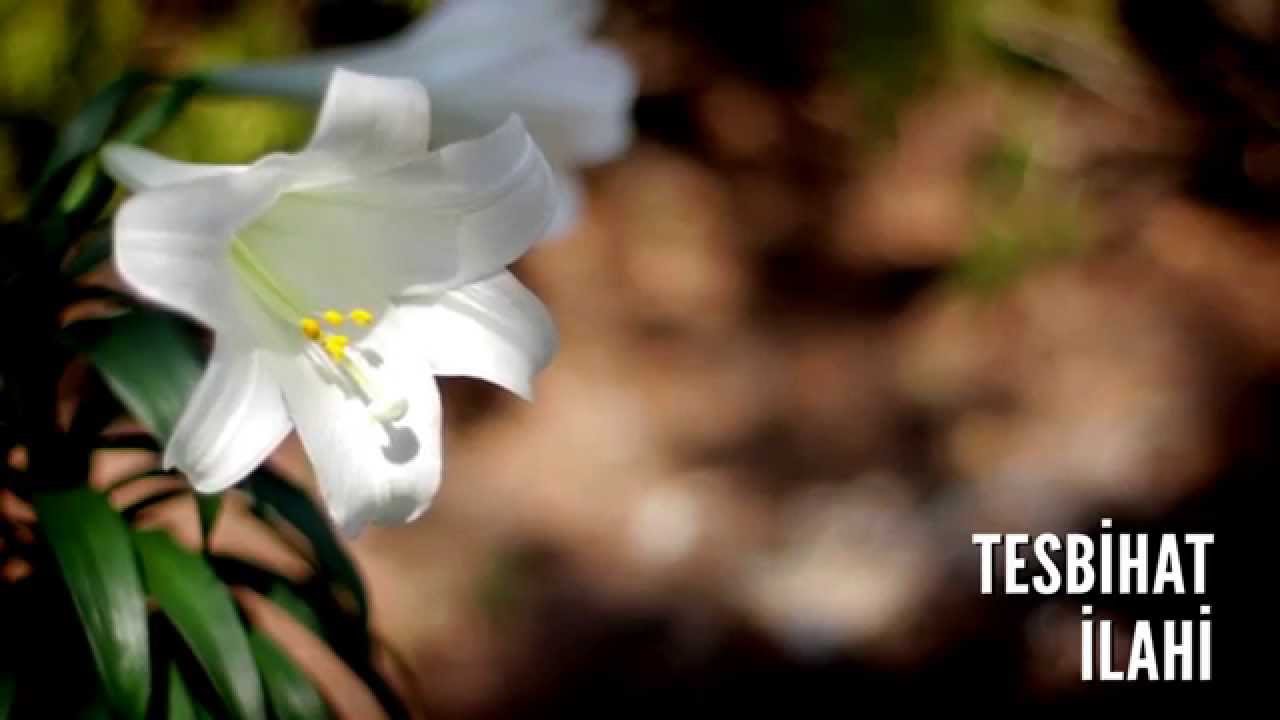 Müziksiz İlahiler - Tesbihat