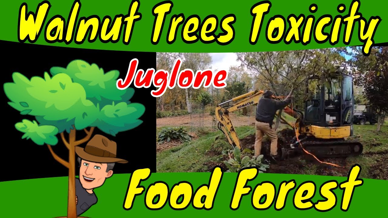 Walnut Trees in a Food Forest What I learned