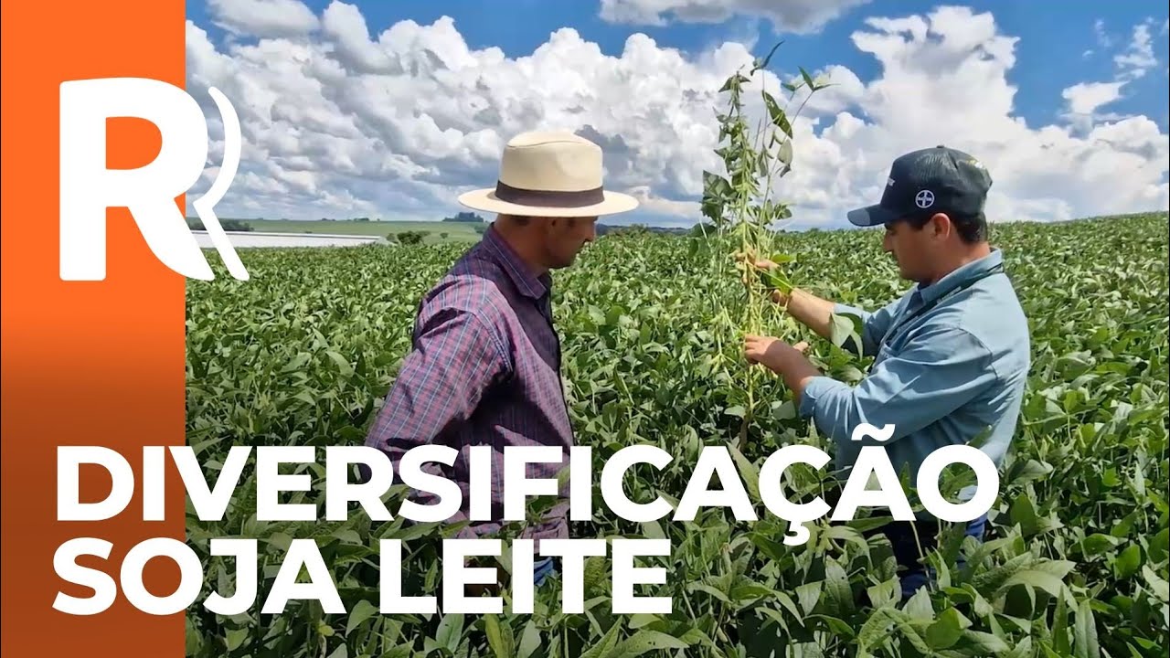 Diversificação entre soja e leite garante renda no campo