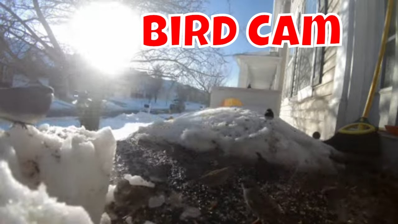 Live Bird Cam! 🐦🦊🦌🦝❄
