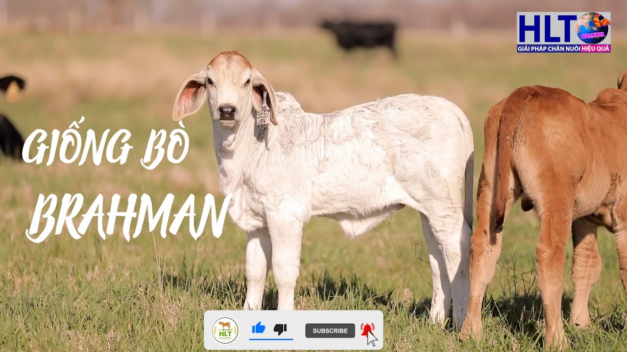 BRAHMAN - Giống bò thịt ZEBU nổi tiếng