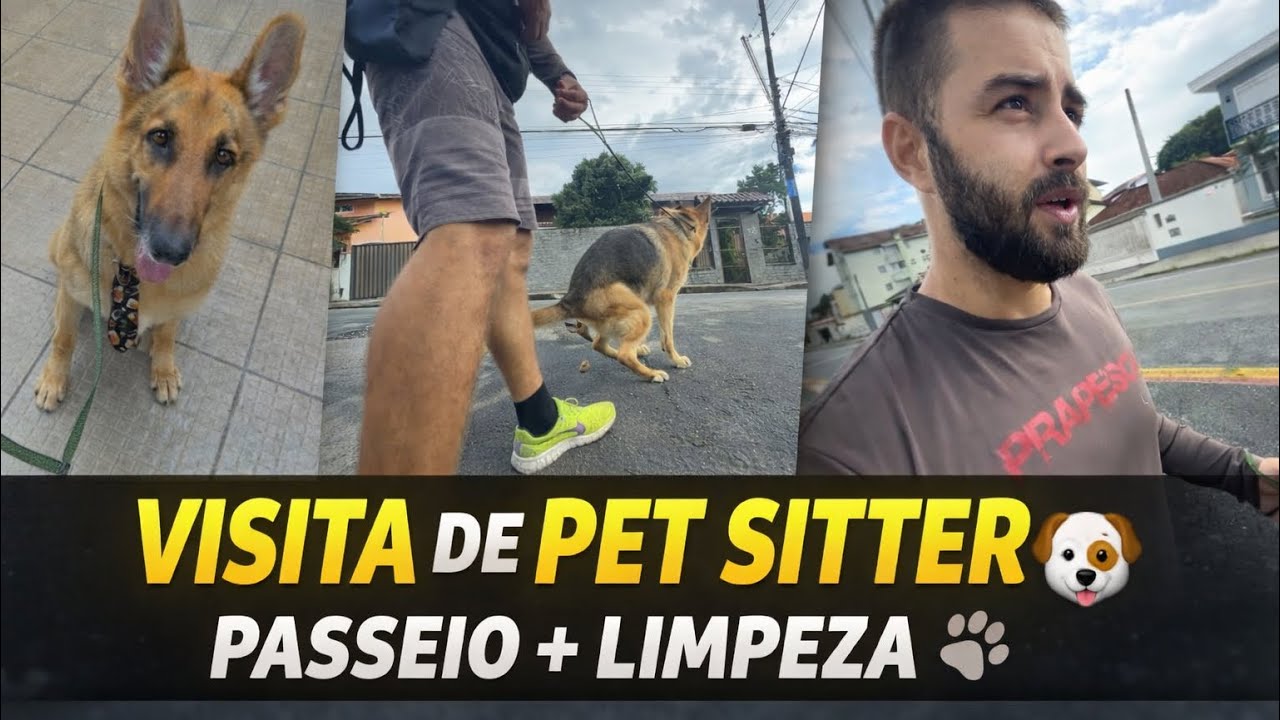 Visita de Pet Sitter 🐕 | Passeio + Limpeza do Ambiente | Pastor Alemão Half