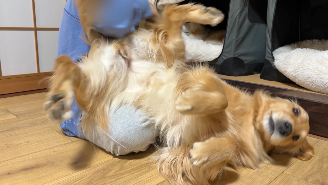1週間ぶりに再会した愛犬が、安心した顔で甘えてくる姿に泣きそうになりました...【ボーダーコリー・ゴールデンレトリバー】