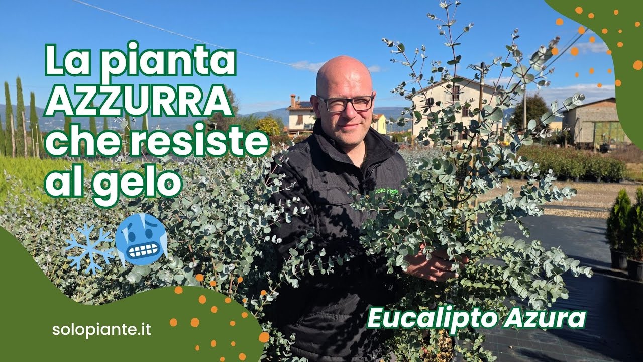 Avresti mai pensato di coltivare un eucalipto in Italia? Scopri la varietà azzurra! 🌿