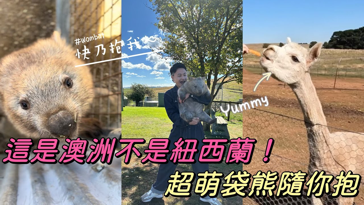 不用去塔斯也能抱！澳洲新州可以抱袋熊的野生動物園”Taralga wildlife park”！風景美到不用去紐西蘭了～｜恩恩奏馬該