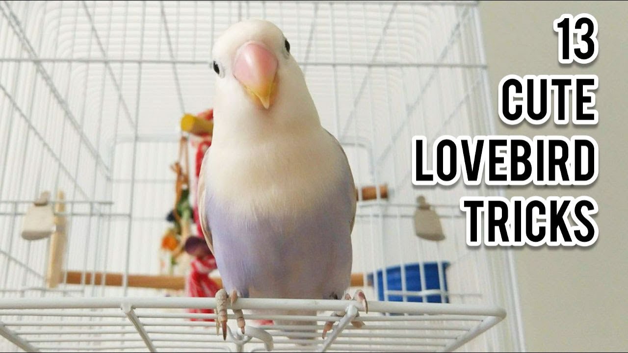 13 Cute Parrot Lovebird Tricks