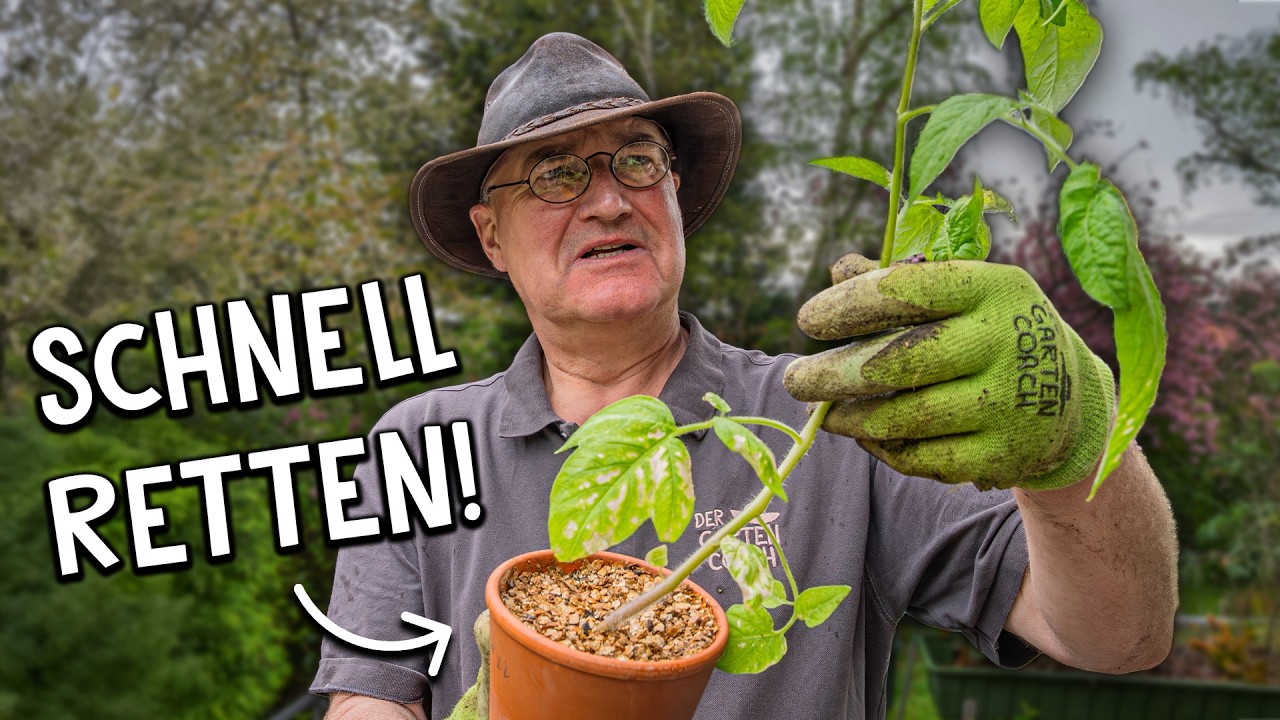 Zu schwache Tomatenpflanzen? 🍅 Mit DIESEM Trick rettest du sie!