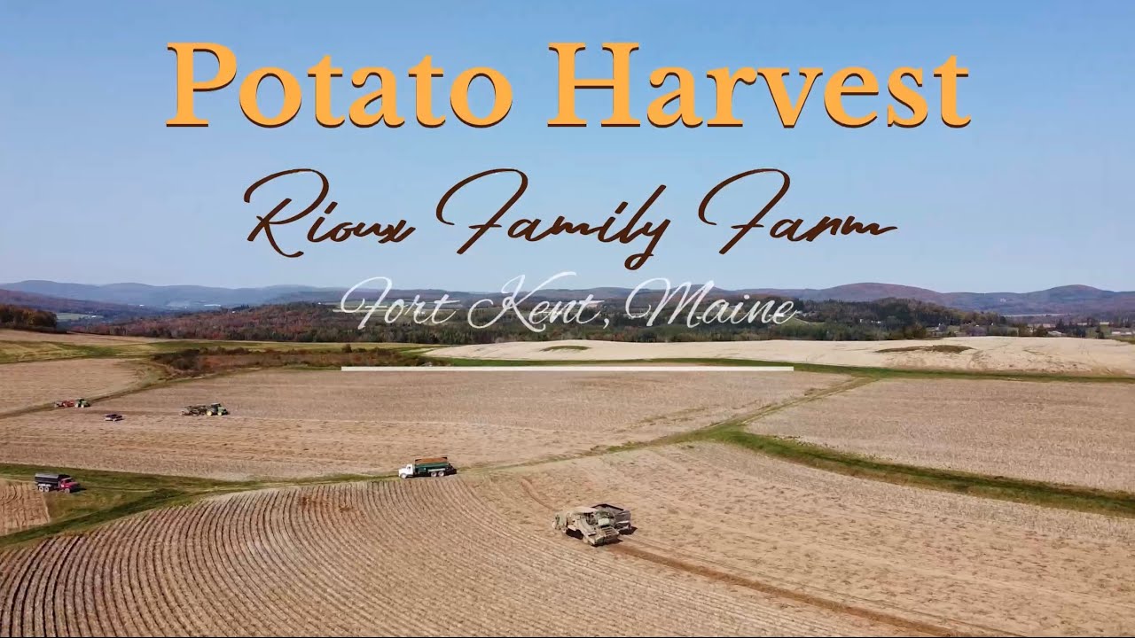 Potato Harvest at Fort Kent, Maine