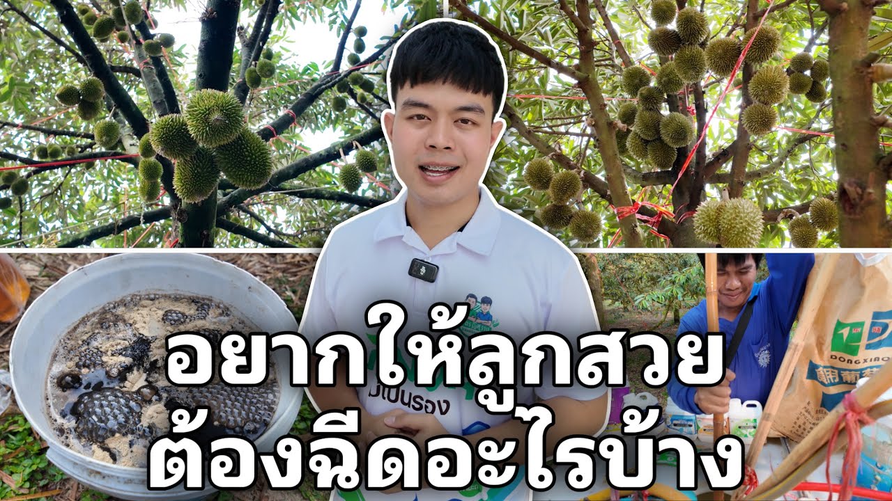 “หนามเขียว ทรงสวย ลูกโต” จะต้องใช้อะไรในการฉีดบำรุงลูกทุเรียนบ้าง??