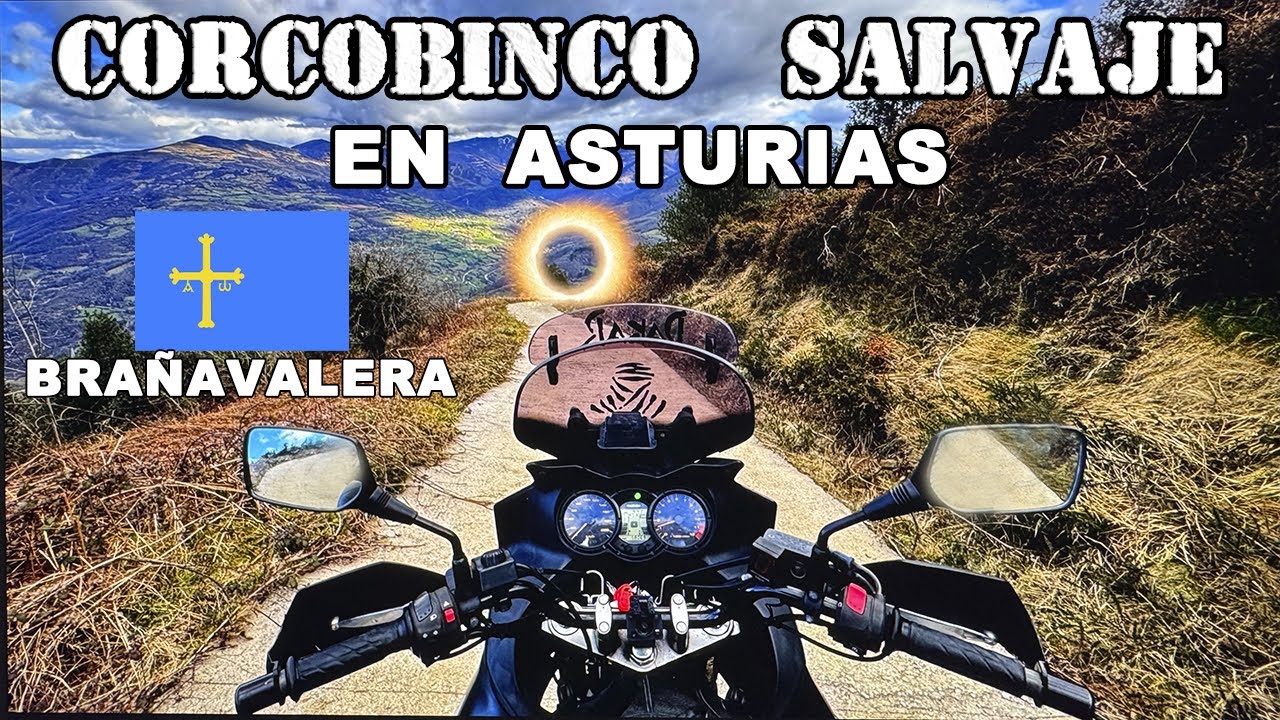 Corcobinco salvaje en Bra&ntilde;avalera (ASTURIAS)
