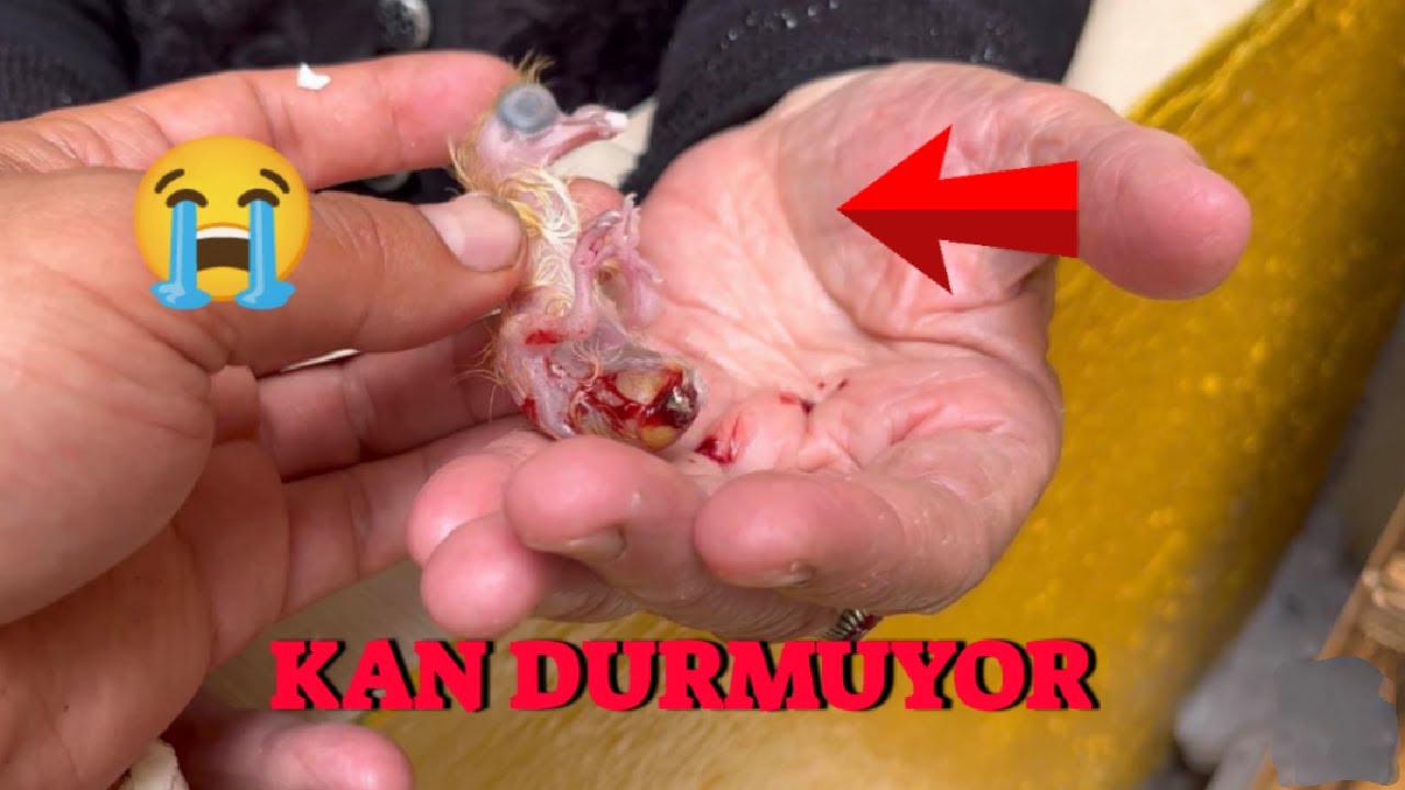 Anne Yetiş Kanaması Var ! ( Kaç Yavrum Güvercin Oldu ! )