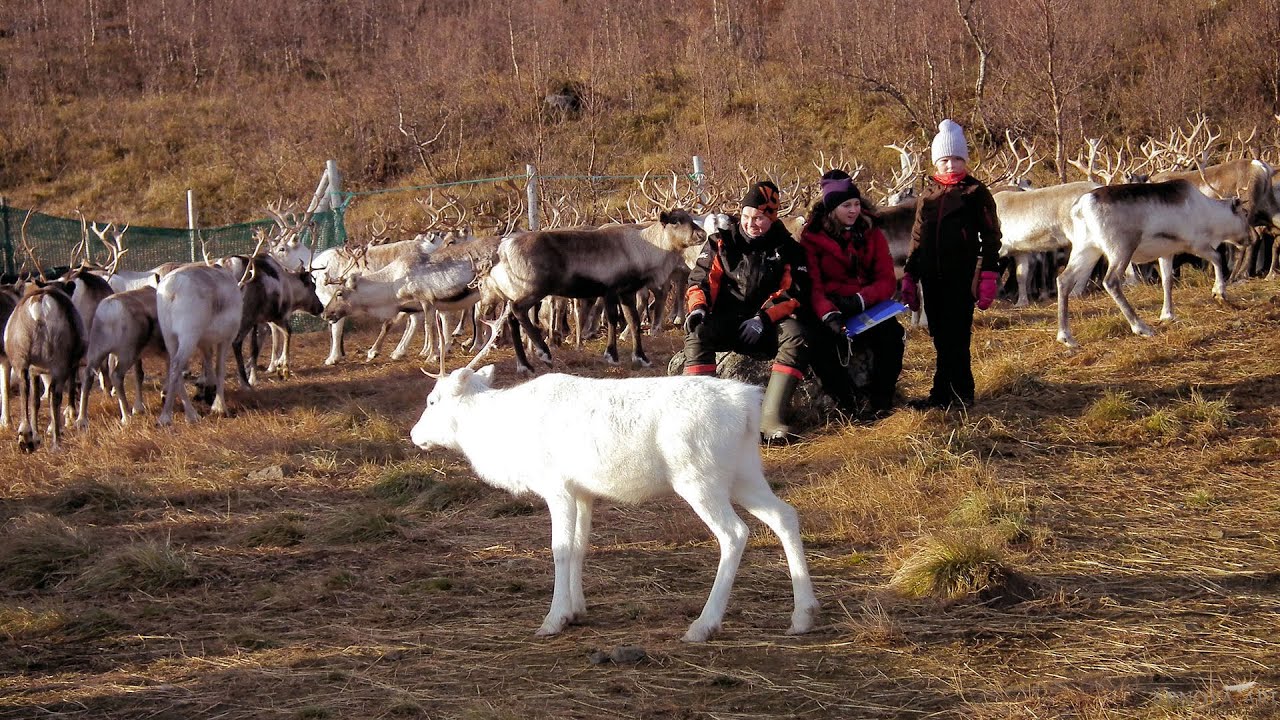 First Reindeer Separation in This Autumn, Syksyn ensimmäinen poroerottelu