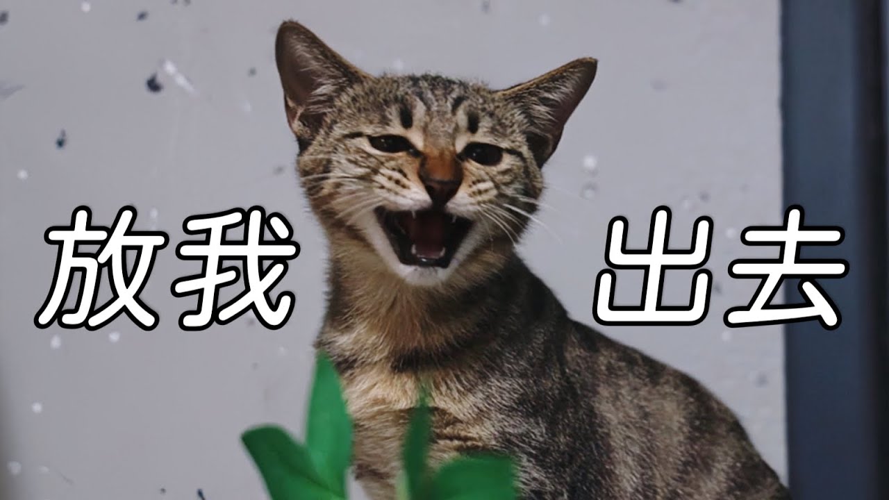小浪貓姐妹花意外重逢，相見場面令人動容 ｜李喜猫