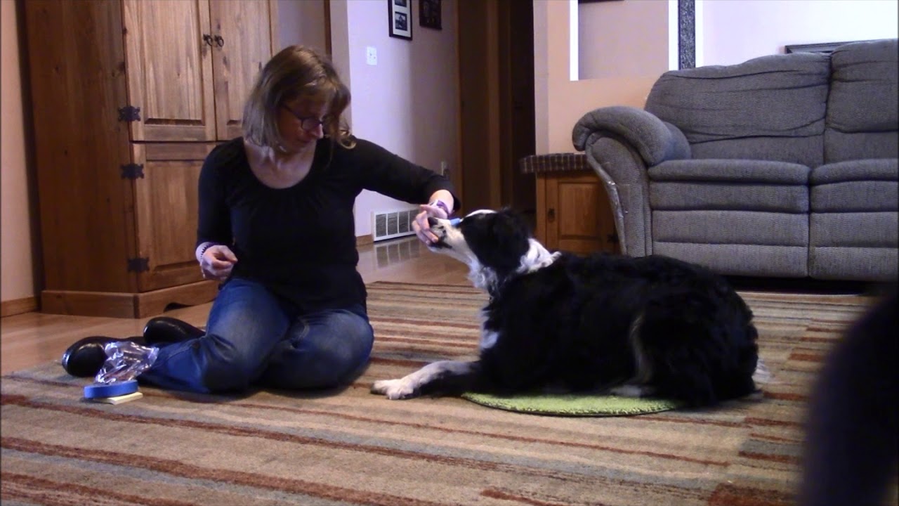 Teaching Your Dog Cover Your Eyes