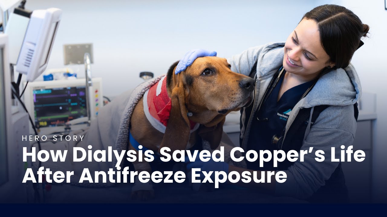 How Dialysis Saved This Dog's Life After Antifreeze Exposure