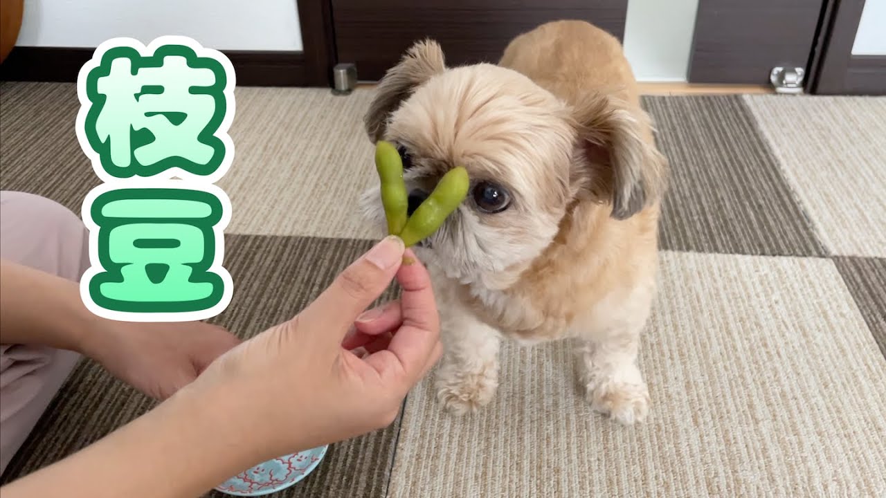 久しぶりの枝豆はとっても慎重に チワワ×シーズー