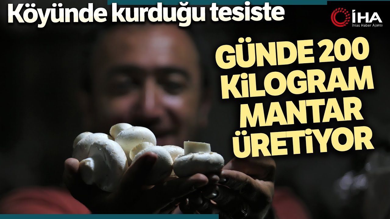 1200 Rakımda Günde 200 Kilogram Mantar Üretiyor