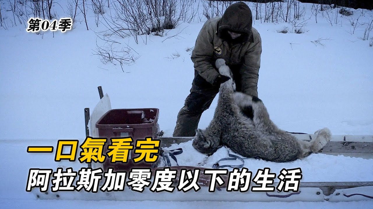 一口氣看完阿拉斯加零度生活，狩獵上千斤駝鹿，設陷阱抓山貓，斥資幾十萬採購裝載機，油煎馴鹿肉搭白米飯！紀錄片
