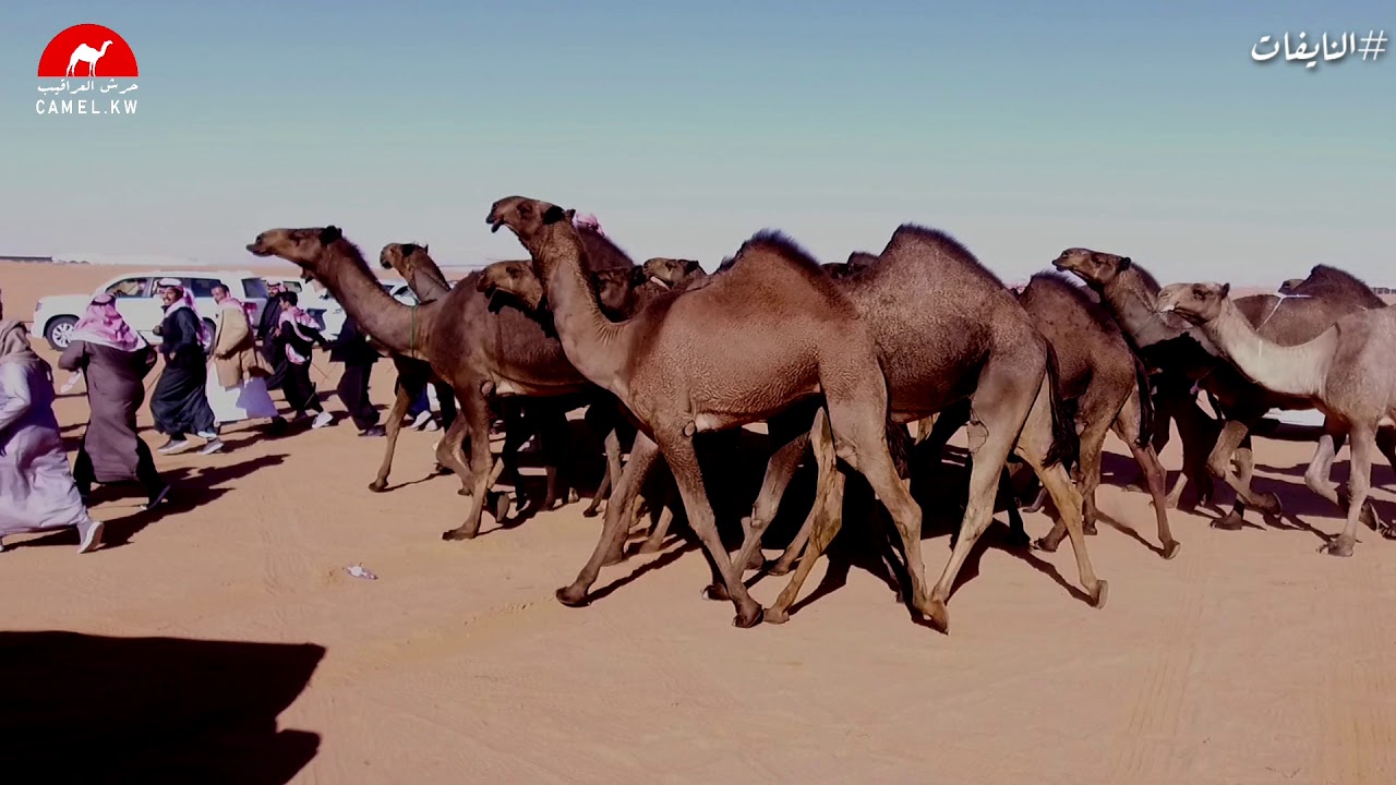 مسيرة: تركي بن عميد السبيعي