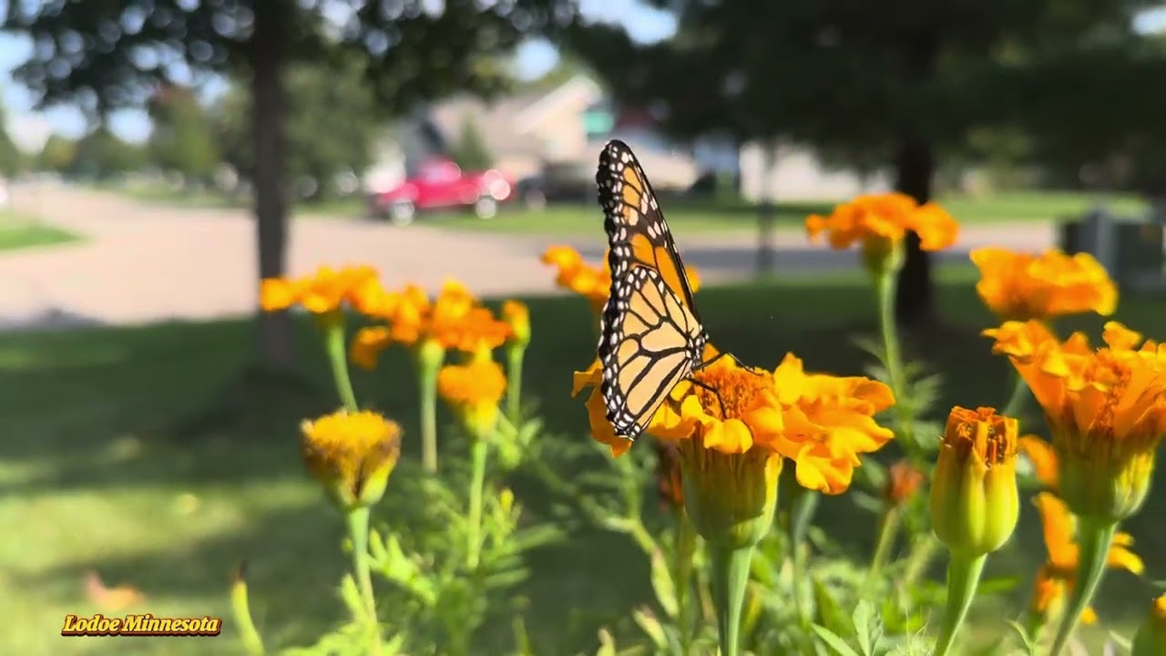 1 October 2025, beautiful spring Minnesota city Blaine 
