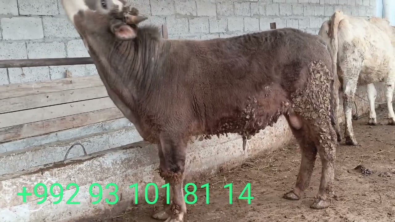 2 сар букача барои сари адир сардодан ба нархи дастрас метавонет харидори намоед