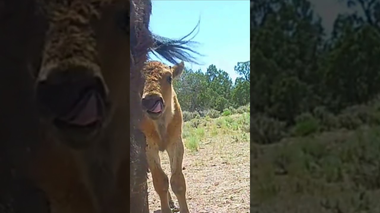 Baby Bison Video Out! #baby #bison #babyanimals #wildlife #nature #babies #babybison #cuteanimal
