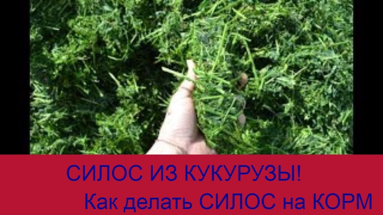 Силос из кукурузы! 