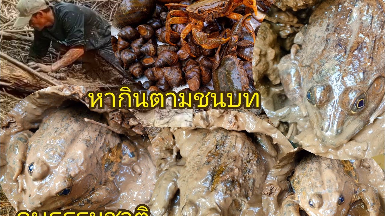 ขุดกบเข้าไงมื้นี้ม่วนคัก