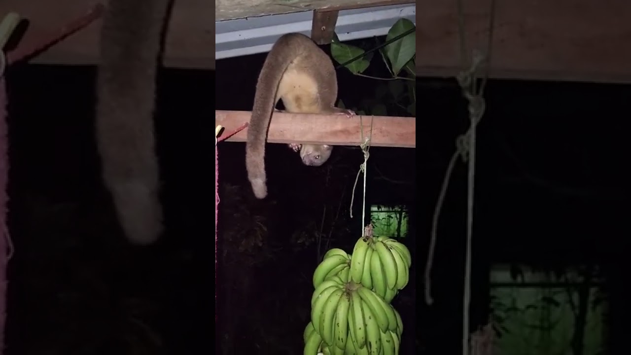 Kinkajou, night monkey
