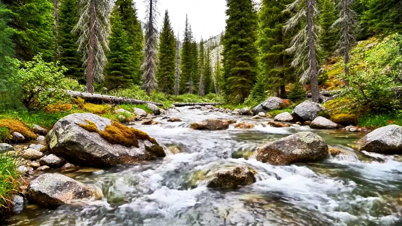 Pure River Flow Sounds, Soft Birds Chirping, Calming Forest Ambience