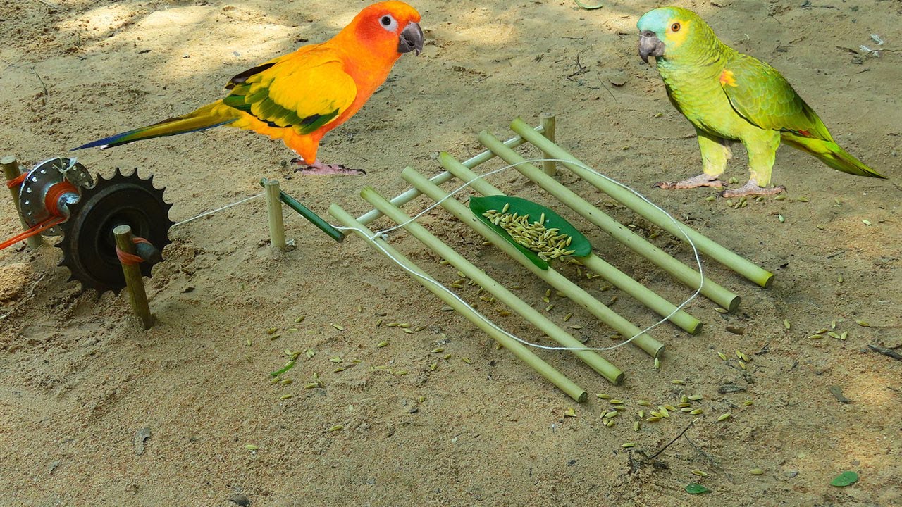 Build Underground Parrot Trap Using Bike Crank With Bamboo_ Easy Bird Trap Working 100%.