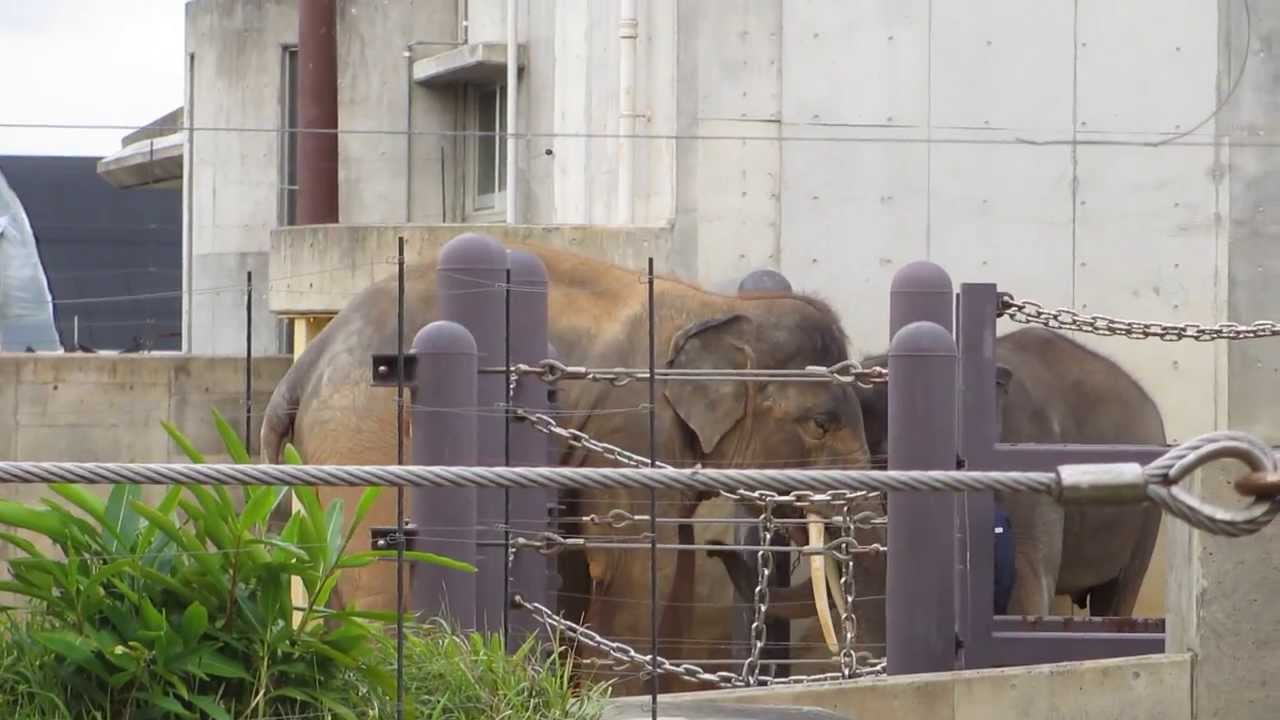 オス象とメス象の鳴き声　elephants trumpeting  沖縄こどもの国 インドゾウ 琉花 琉人