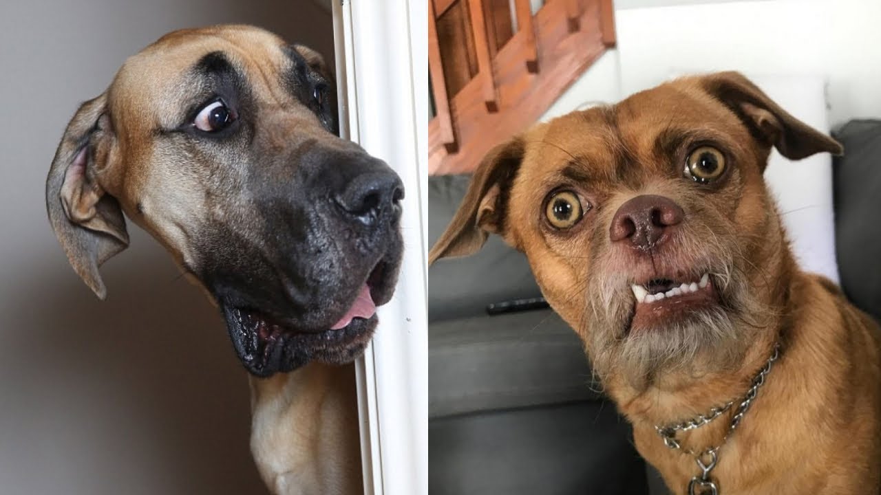 🐶😂 Эпичные собачьи выходки, которые заставят вас смеяться до слез – попробуйте не рассмеяться! 🐶😂