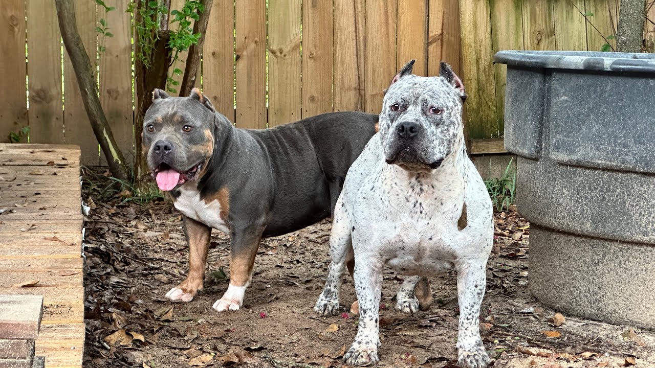 Питомники SSK American Bullies 😤😍