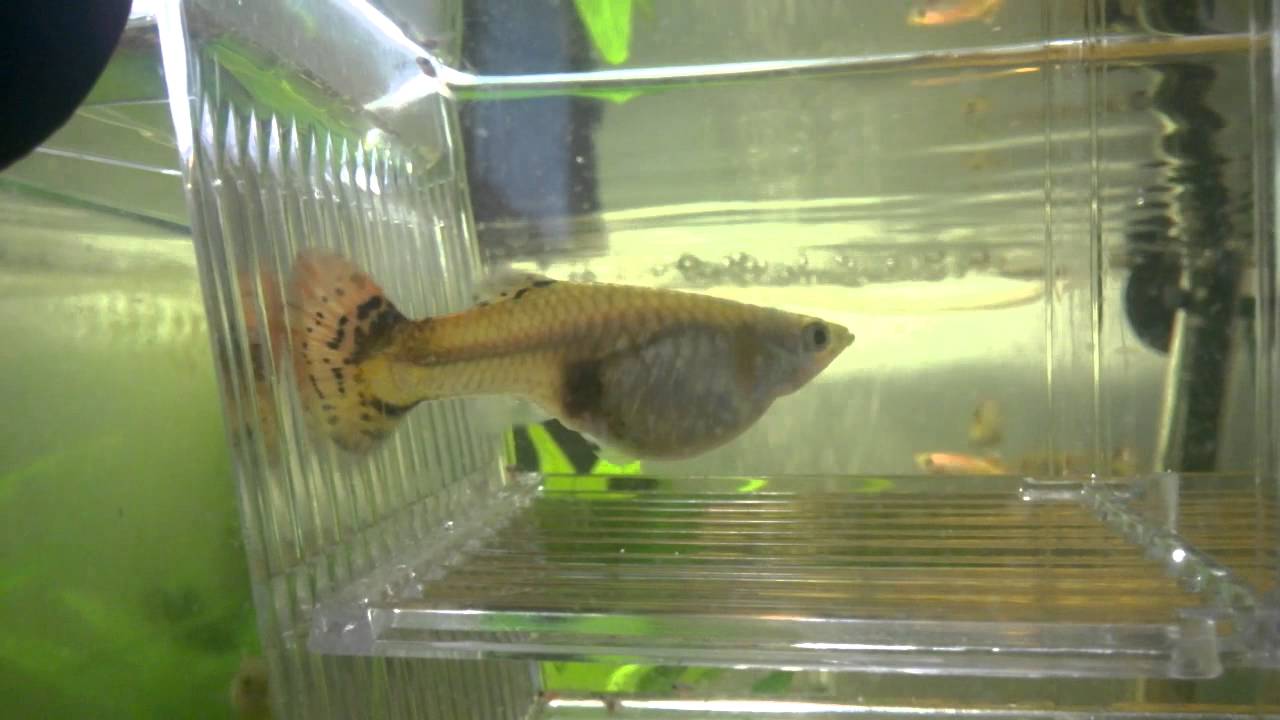 Nastere in direct la Guppy