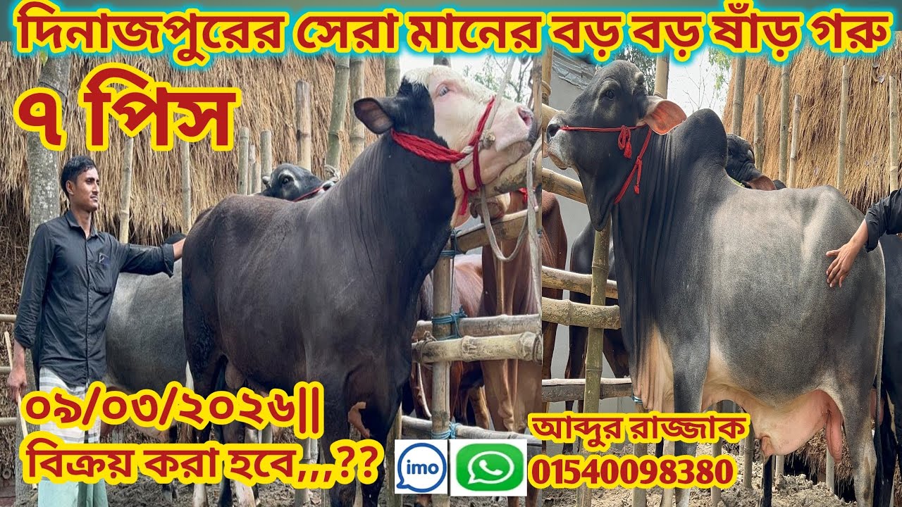 আজ সোমবার ০৯/০৩/২০২৬|| দিনাজপুরের গ্রাম্য বাড়ী খামার উপযোগী বিগ বিগ সাইজের ষাঁড় গরুগুলো তথ্য #cow 