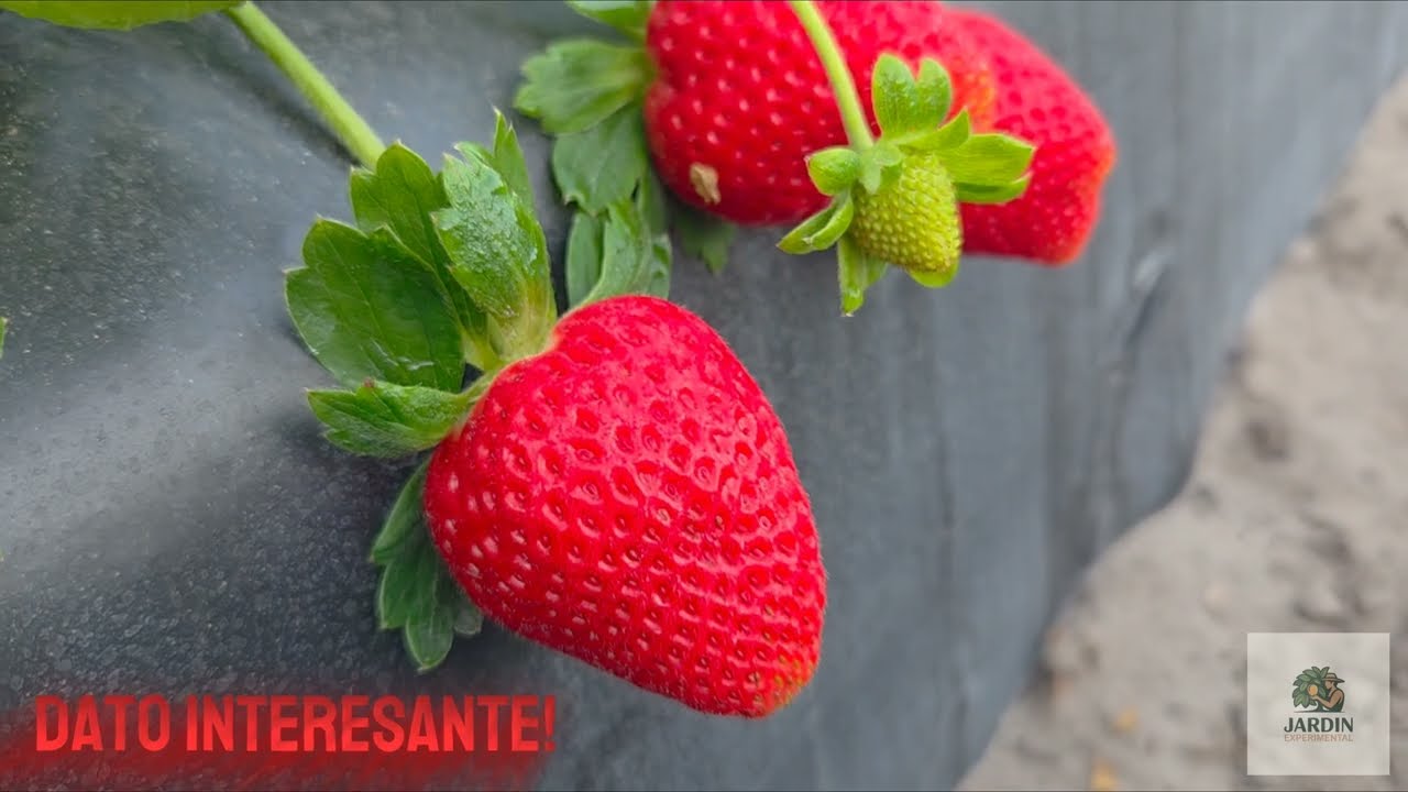 LOS SECRETOS DE LOS AGRICULTORES SOBRE EL CULTIVO DE LAS FRESAS!
