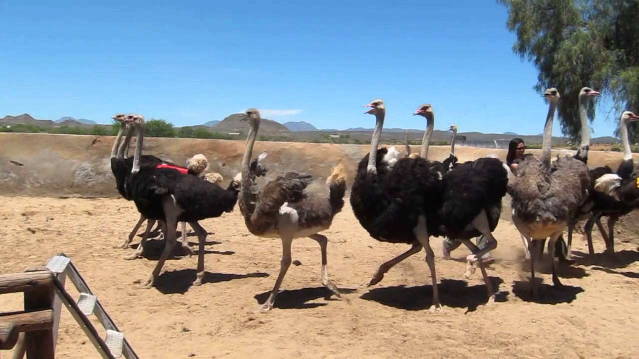 Highgate Ostrich Show Farm