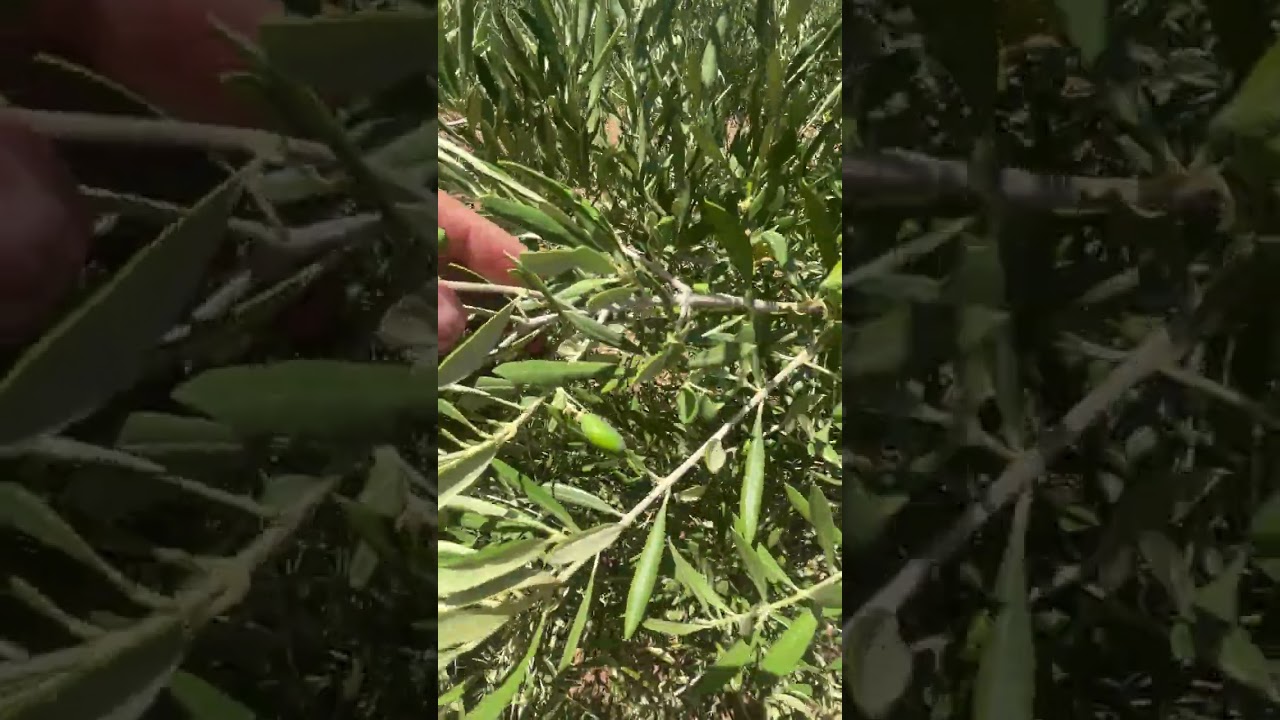 Secano. Que espectáculo de plantación. El que no quiere ver que este formato es un éxito…..
