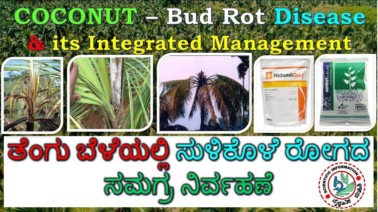 Bud Rot Disease in Coconut: Identification, Prevention & Integrated Management