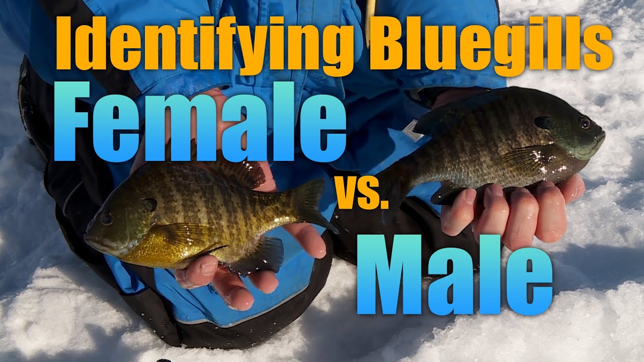 Identifying Bluegills: Male vs. Female