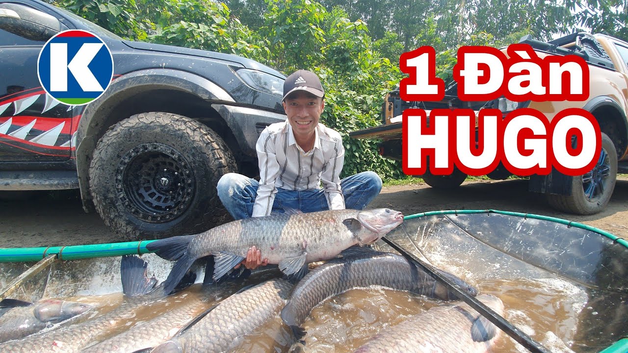 Câu Lục | Quấn ổ 1 Đàn HUGO bằng Thính K4 tại Hồ Câu Đá Giàn