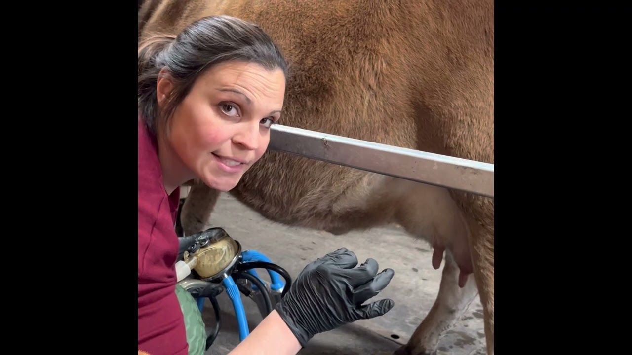 Milking a Cow (from start to finish) - Miniature Jersey