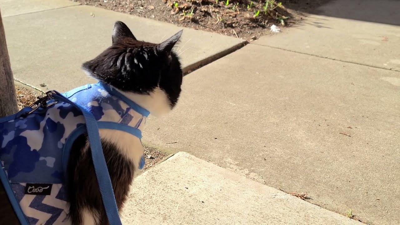 Cat on leash = Lots of complaints