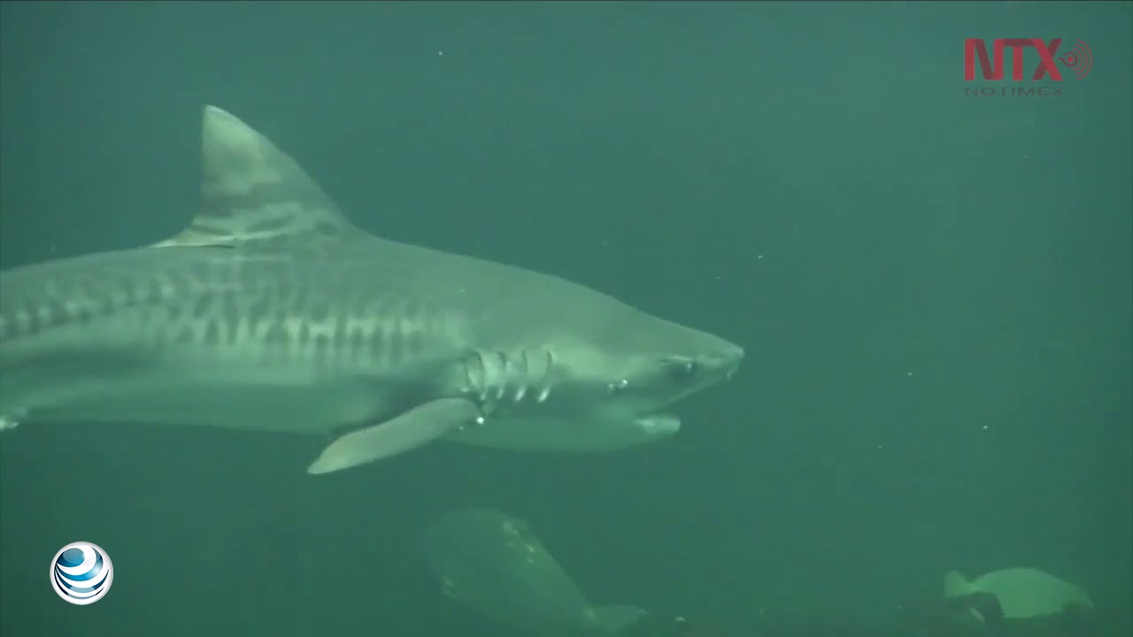 Conoce el Acuario de Veracruz, el más grande de México