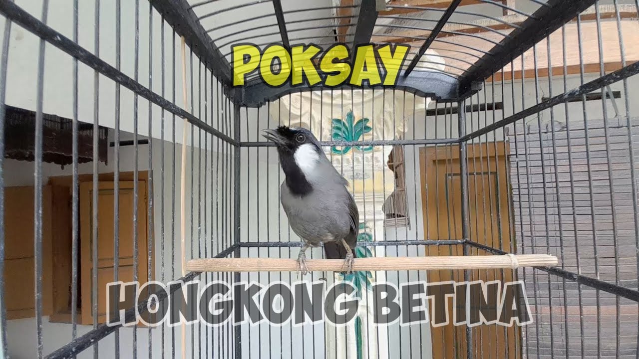 Poksay Hongkong Betina Singing #poksayhongkong #poksayhongkongbetina #poksayhongkongjantan #poksay